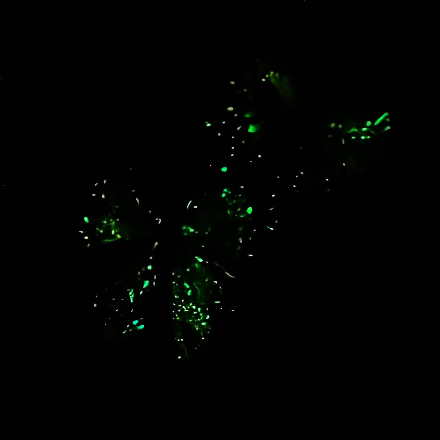 Pastel glow splatter paint bats